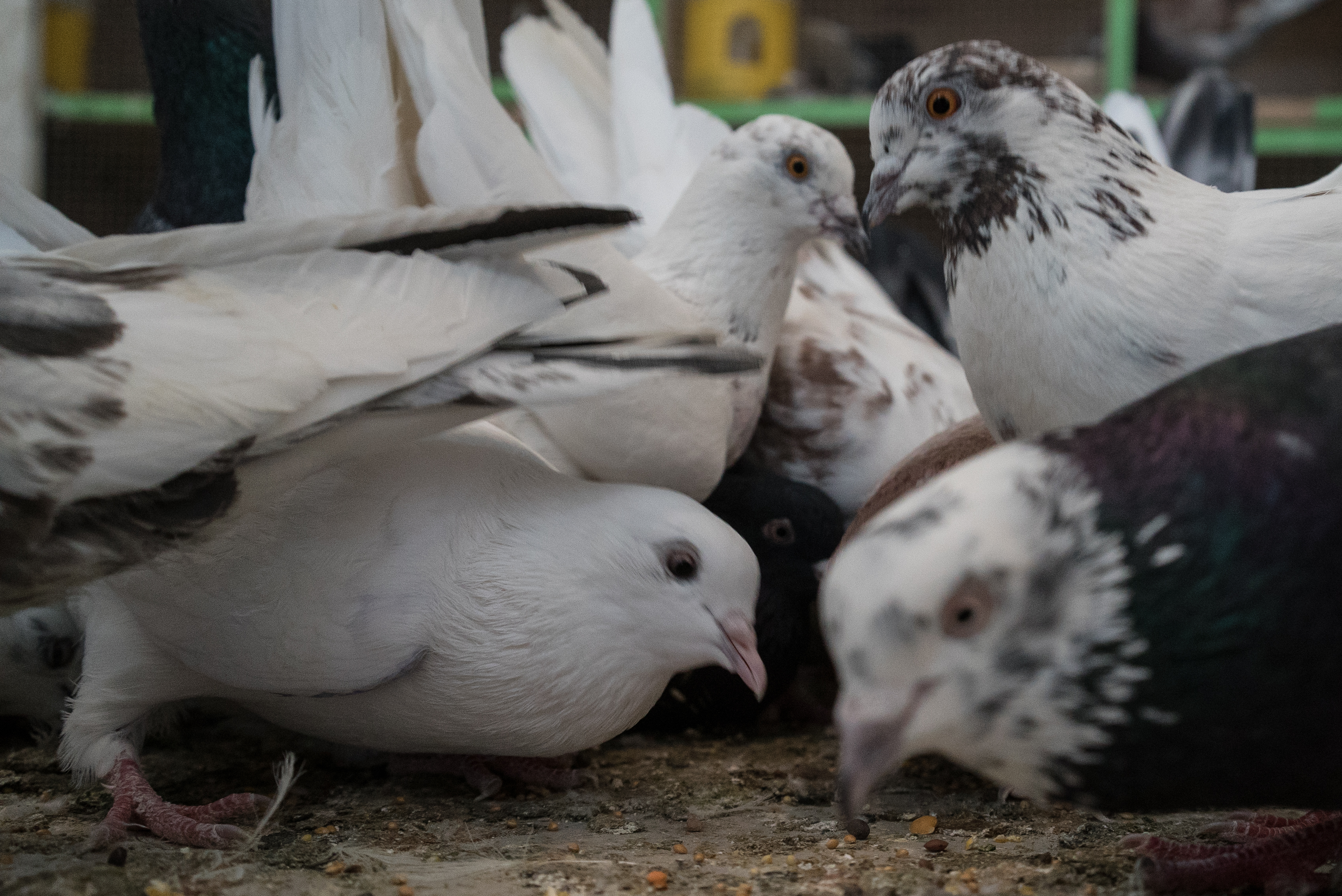 Erbil market for birds and animals, Erbil, Kurdistan Region, June 4, 2016. (Photo: Kurdistan24/Alexandre Afonso)